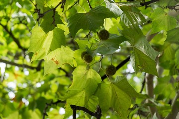 Obraz premium Leaves of the green tree during sunny day. Czech Republic
