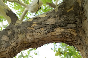 Tree branches in the park. Czech Republic