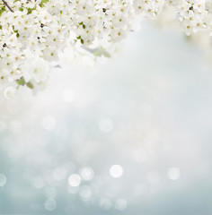 Blossoming plum tree with white flowers on blue and gray sky background