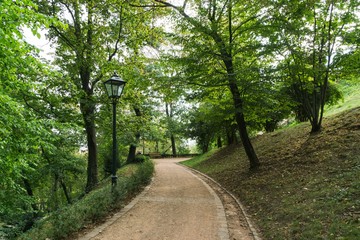 Magic trees and paths in the park. Brno, Czech Republic