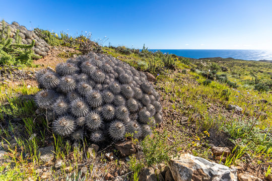 Copiapoa Carrizalensis Cactus at Llanos de Challe National Park, an endemic specie that just grows at Atacama Desert in this amazing National Park and quite impressive during the flower desert. Chile.