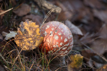 Wild red mushroom and yellow leaf