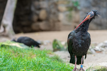 Waldrapp