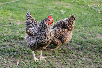 Full body of Plymouth Rock Chicken (Barred Rock hen) on the farm