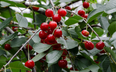 red cherry blossom on a tree, natural food.