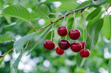 red cherry blossom on a tree, natural food..