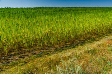 Field of the medical cannabis plant on summer