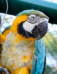 Portrait eines Gelbrustara in der Mauser, Ararauna, Papagai 
