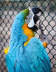Portrait eines Gelbrustara, Ararauna, Papagai 