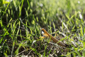 Mantis insect in the grass. Czech Republic