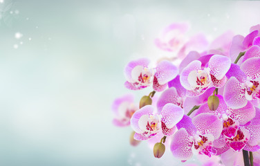 bunch of pink orchid branches on blue bokeh background