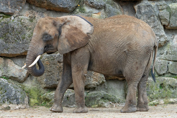 Naklejka premium Elefant