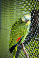 Portrait eines kleinen Soldatenara, Papagai 