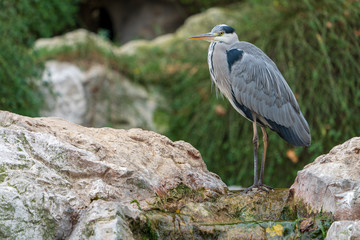 Reiher