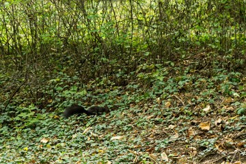 Black squirrel. Czech Republic