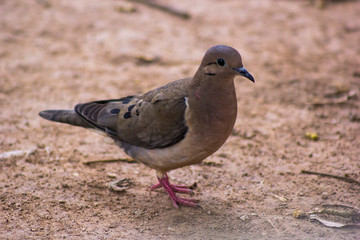 Walking Bird