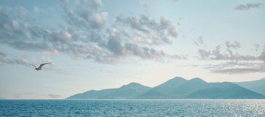 Seagull flying over sea