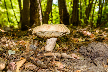 White mushroom in the forest on autumn