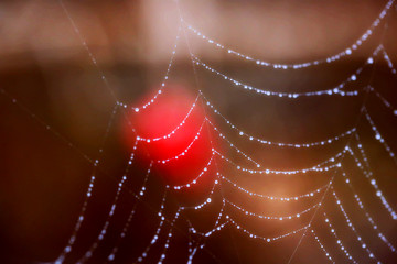 Spider Web with water drops close up. Abstract background. selective focus