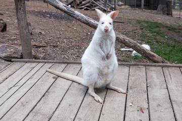 A portrait of a young albino  blue-eyed red-necked wallaby kangaroo (aka  Bennett's wallaby,...