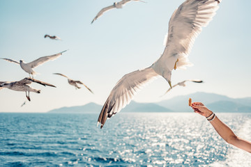 Fototapeta na wymiar Woman traveling on ferryboat and feeding seagulls