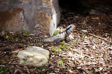 Agama sunbathing on a rock in Sydney park, Australia