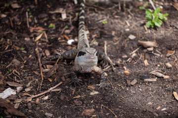Agama sunbathing on a rock in Sydney park, Australia