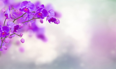 Purple orchid flowers with butterflies on defocused background © neirfy