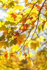 Fototapeta na wymiar Tree leaves in autumn colors.