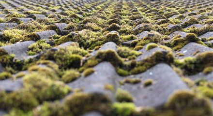 Roof tiles covered by moss