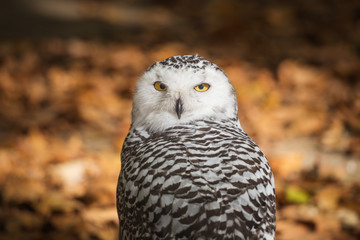 Portrait of The snowy owl, Bubo scandiacus.