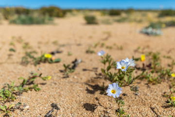 Flowers blooming at Atacama Desert during springtime, from time to time a flower bed appears over the Atacama Desert sand. A blue 