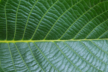 Beautiful Nature Background.  Botanical  Beauty. Abstract Green Background.
