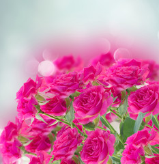 bush of pink roses on blue background