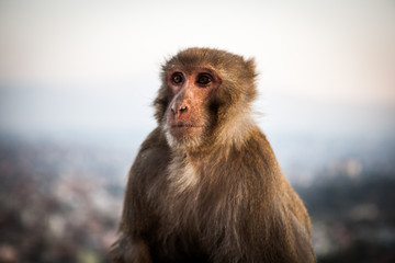 Rhesus Macaque (Macaca mulatta) at Svayambunath Temple, Kathmandu, Nepal. Kathmandu on background