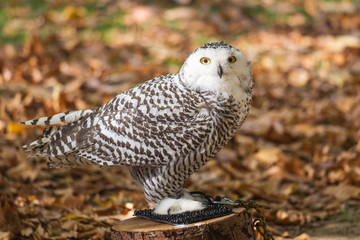 Portrait of The snowy owl, Bubo scandiacus.