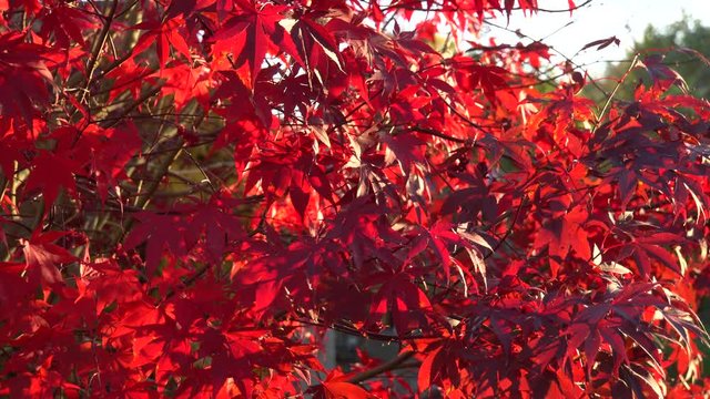 blutrote Bl&auml;tter des Japanischer Ahorn (Acer japonicum) oder Thunbergs F&auml;cher-Ahorn im Herbst