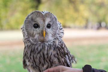 Portrait of The Ural owl, Strix uralensis.