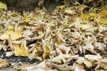 Autumn colorful leaves. Slovakia