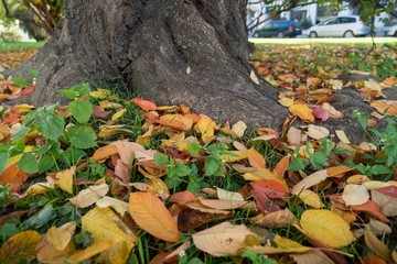 Autumn colorful leaves. Slovakia