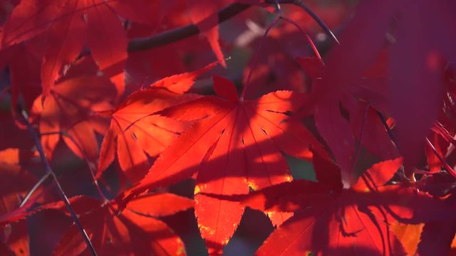 blutrote Blätter des Japanischer Ahorn (Acer japonicum) oder Thunbergs Fächer-Ahorn im Herbst