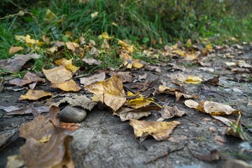 Autumn colorful leaves. Slovakia