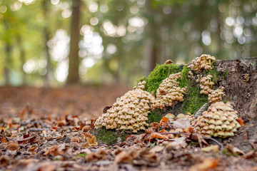 Mushrooms growing on a tree stump at the beginning of autumn