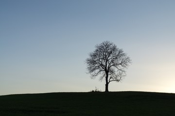 Fototapeta na wymiar Abandoned tree on meadow during sunset. Slovakia