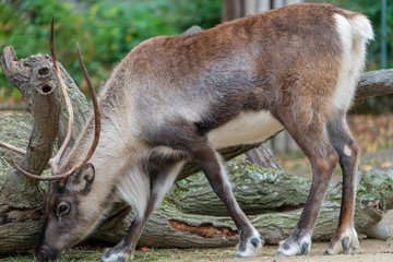 Hirsch