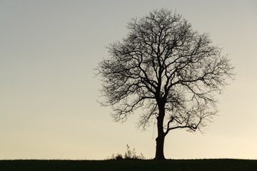 Abandoned tree on meadow during sunset. Slovakia