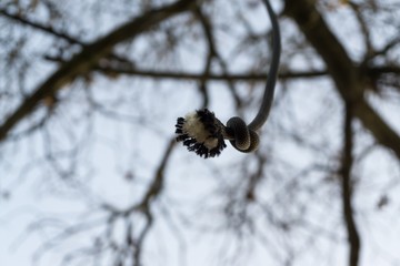 Knot on the rope on tree. Slovakia