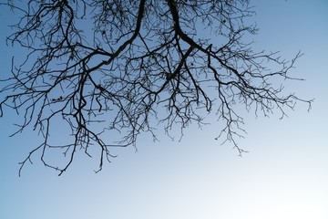 Walnut tree top. Slovakia