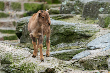 Fototapeta premium Mähnenspringer