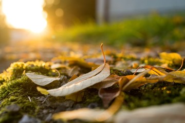 Autumn colorful leaves. Slovakia